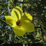 Hibiscus Gold Haze flower