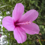 Hibiscus geranioides