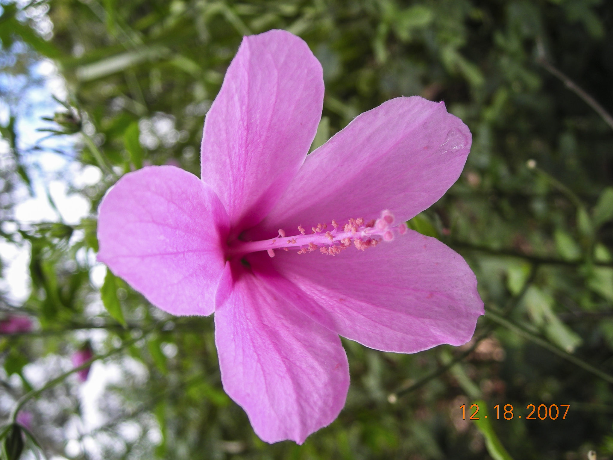 hibiscus-geranioides-australian-plants-society