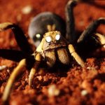 Huntsman Spider. © Australian Museum