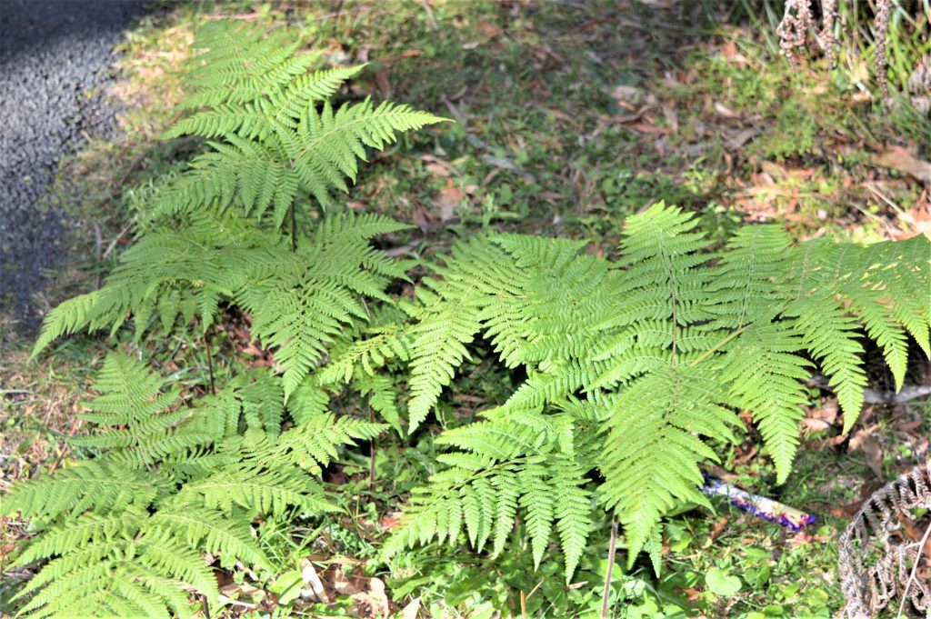 Ferns of the Southern Sydney Basin | Australian Plants Society