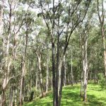 Eucalyptus quadrangulata, image Dan Clarke