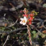 Micromyrtus blakelyi, image Dan Clarke