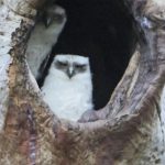Powerful owl chicks in tree hollow (Photo: Sandi Rigby)