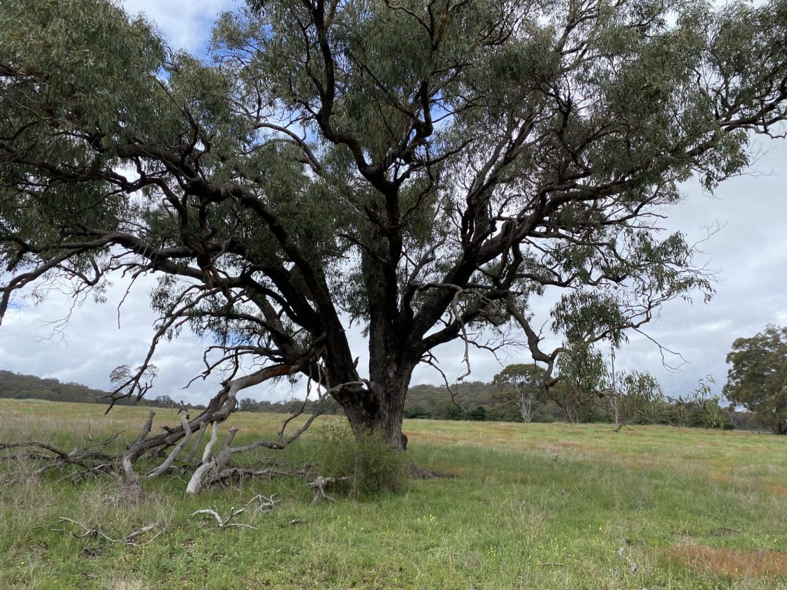 Eucalyptus bridgesiana | Australian Plants Society