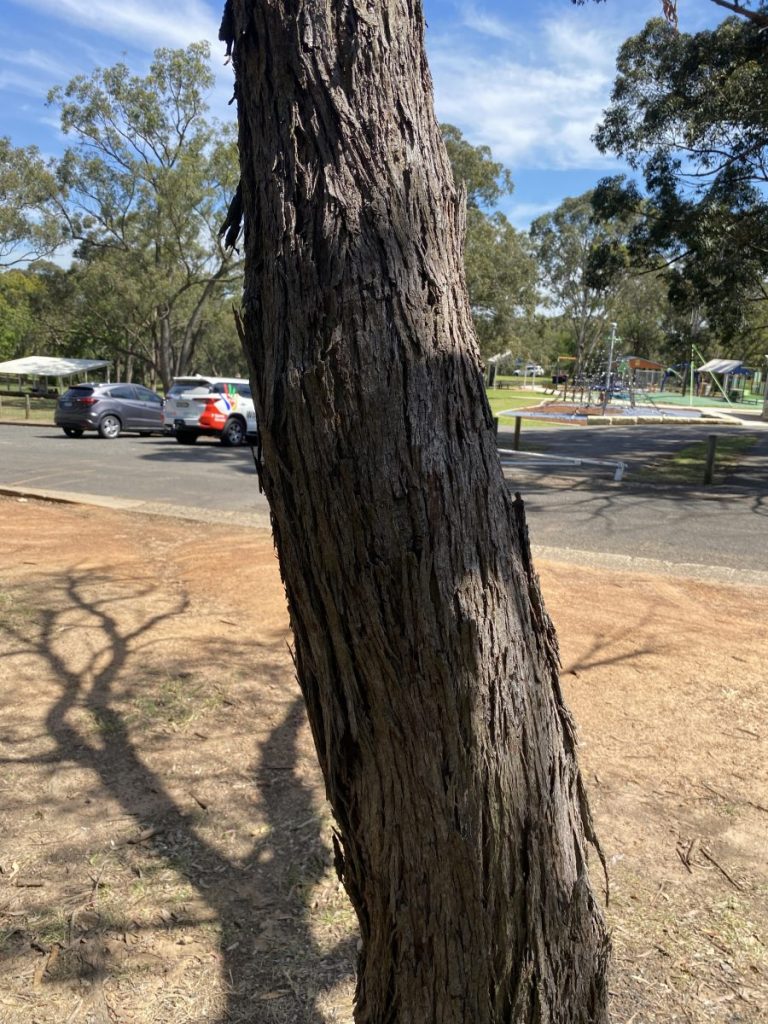 Eucalyptus eugenioides | Australian Plants Society