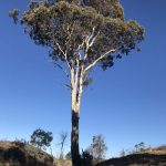 Eucalyptus melliodora (Image: Dan Clarke)