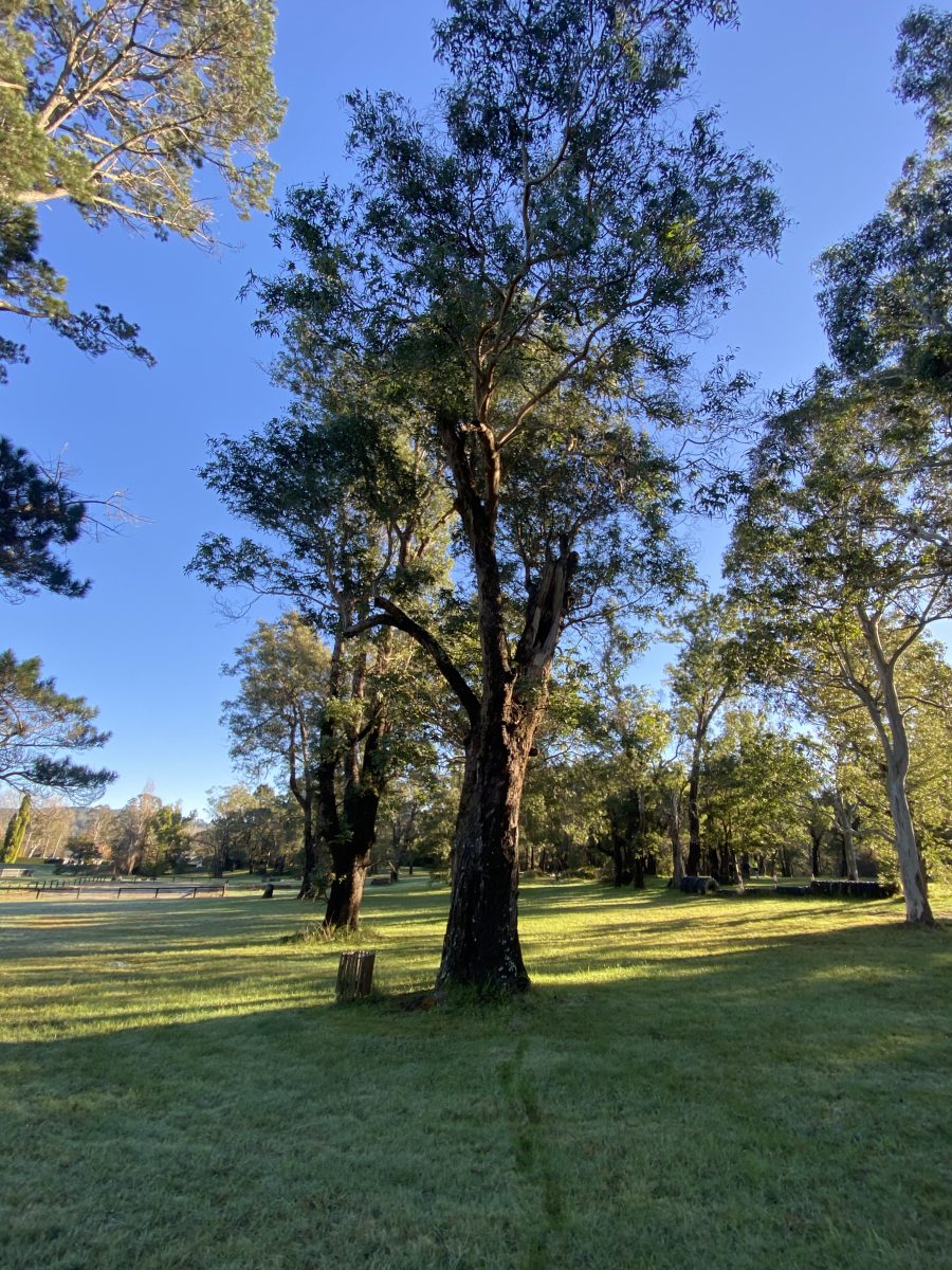 IMG_9291 Eucalyptus macarthurii, Moss Vale, NSW (Image Dan Clarke)