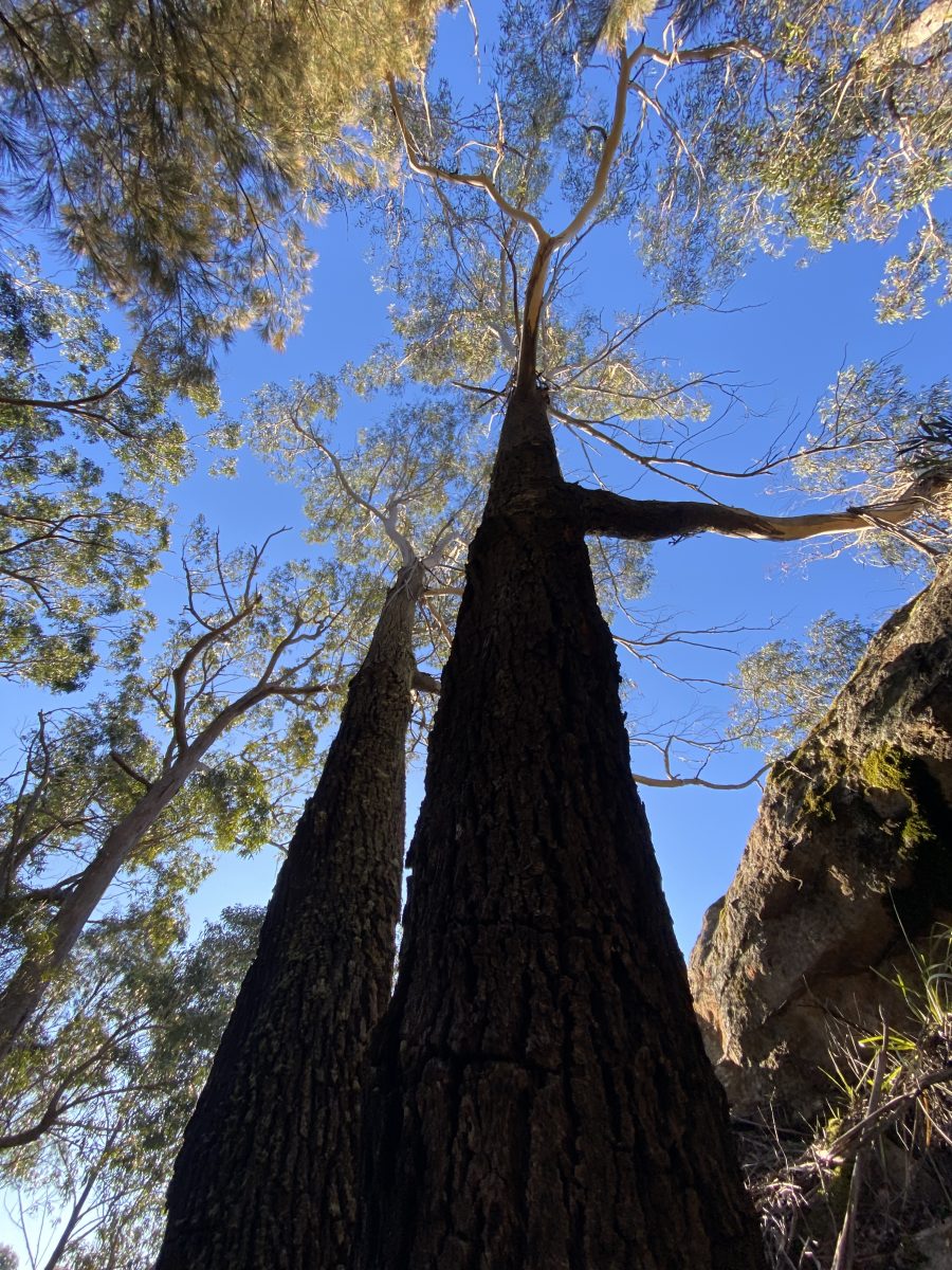 IMG_9468 Eucalyptus smithii - Mt Alexandra, Mittagong (Image: Dan Clarke)