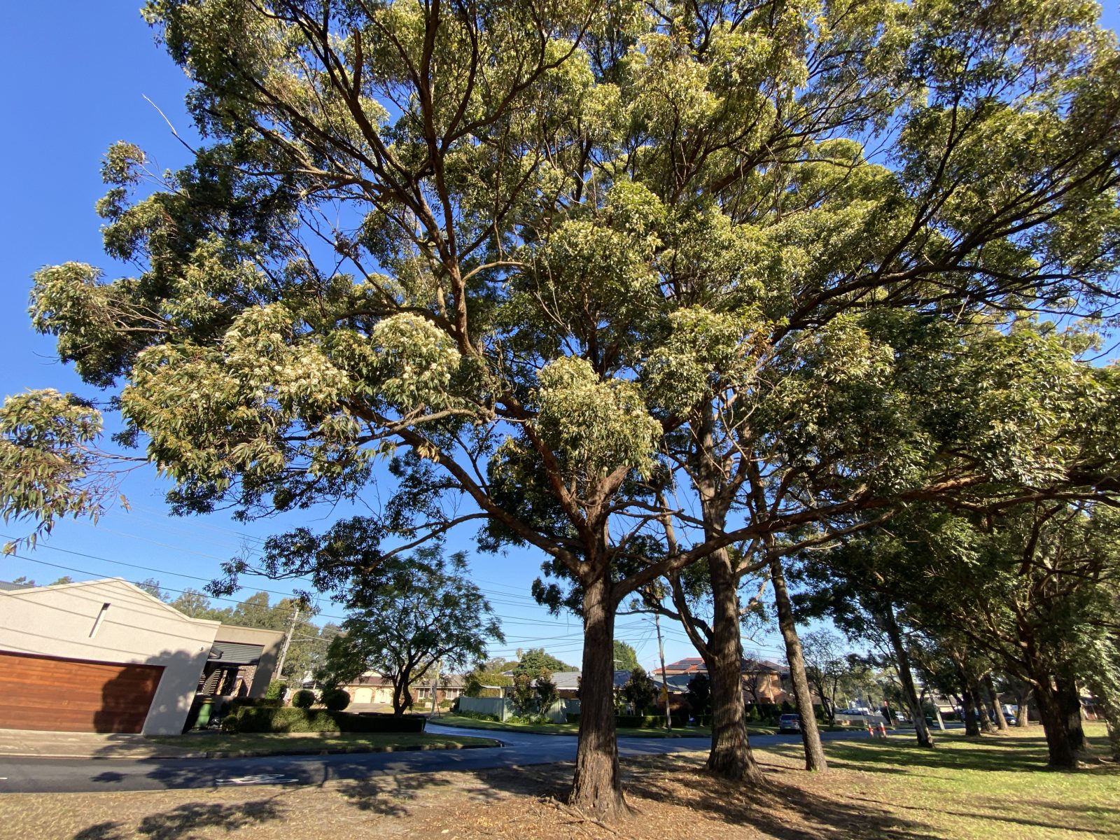 IMG_9723 Eucalyptus microcorys - planted in Milperra, Sydney (Image: Dan Clarke)