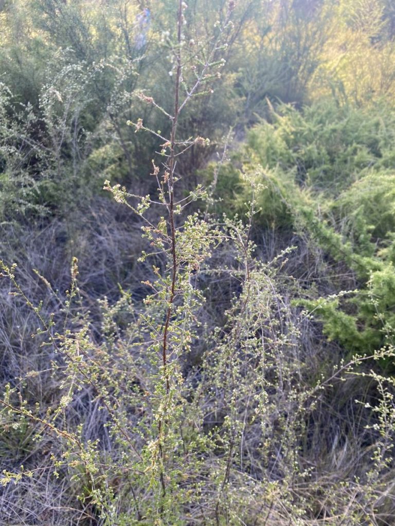 Micromyrtus minutiflora image by Dan Clark Australian Plants Society