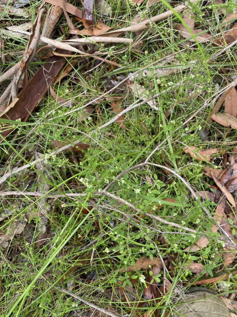 Micromyrtus minutiflora, image by Dan Clark | Australian Plants Society