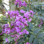 Indigofera australis flower
