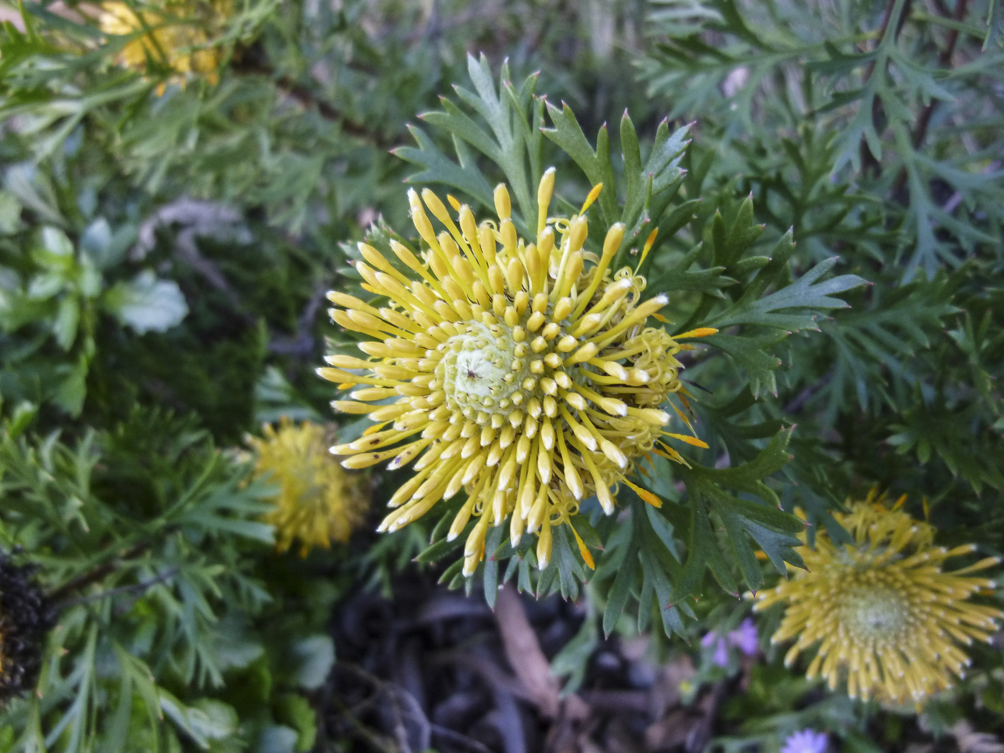 Isopogon anemonifolius | Australian Plants Society