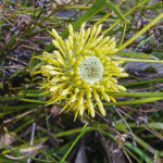 Isopogon petiolaris