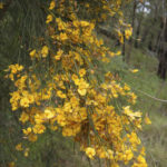 Jacksonia scoparia, image Alan Fairley
