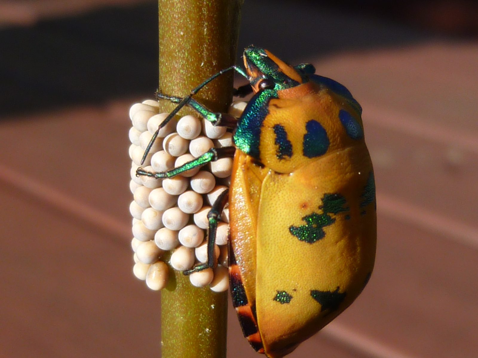Jewel beetle laying eggs Jewel beetle laying eggs, image by Jeff Howes