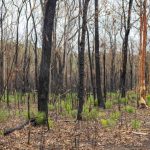 Impact of bush fires, image Heather Miles 
