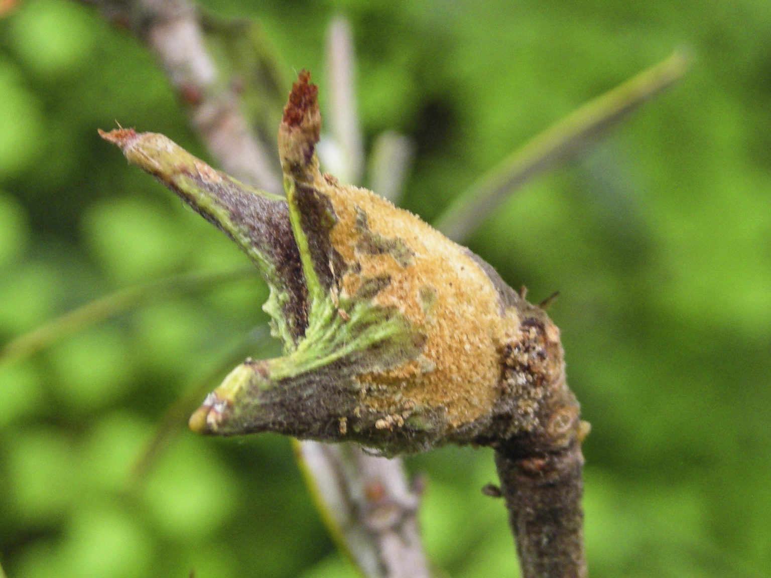 Lambertia formosa seed Australian Plants Society