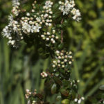 Leionema lamprophyllum, image Alan Fairley