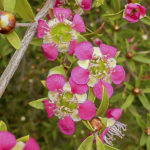 Leptospermum 'Aphrodite'