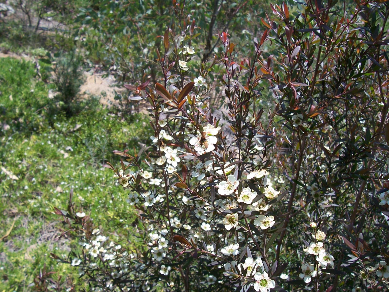 Tea Tree  Leptospermum polygalifolium 'Copper Glow' - Native Plant Project