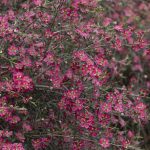 Leptospermum 'Tickled Pink', image Heather Miles 