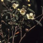 Leptospermum morrisonii, image Alan Fairley 
