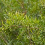 Leptospermum petersonii, image Heather Miles 