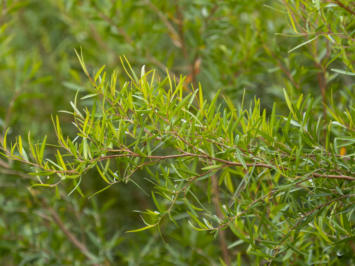 Leptospermum petersonii  Australian Plants Society