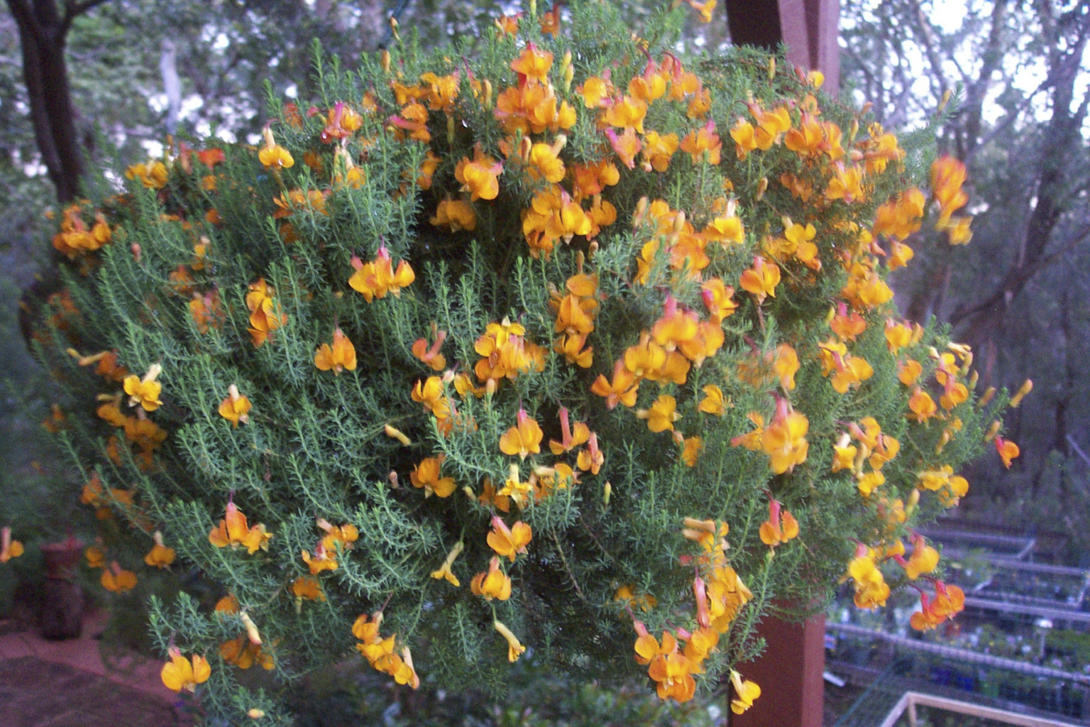 Australian native plants for pots, courtyards and small gardens Australian Plants Society