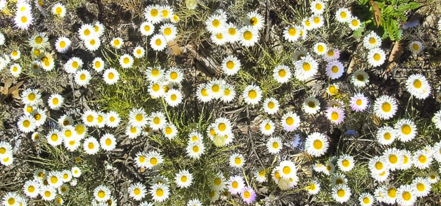 Leucochrysum albicans ssp tricolor, Image Tim Hayes 1.5 mB Australian