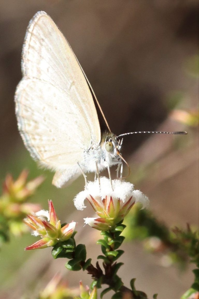 Thrive Insects Insects that thrive on our native plants | Australian Plants Society