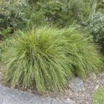 Tanika Lomandra plants