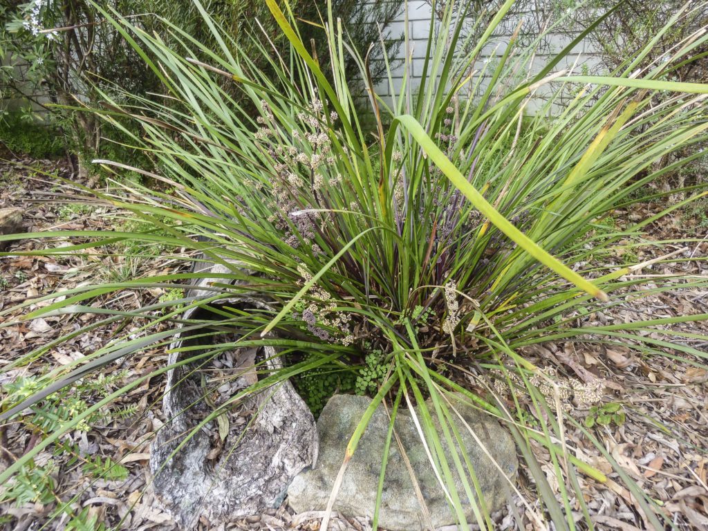 Lomandra multiflora | Australian Plants Society