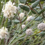 Lomandra leucocephala, image John Knight 