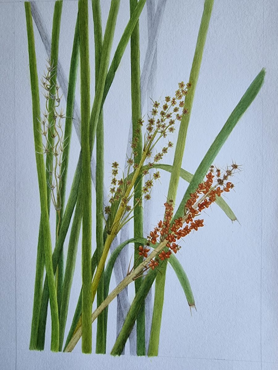 Lomandra longifolia Lomandra longifolia by Helen Moon