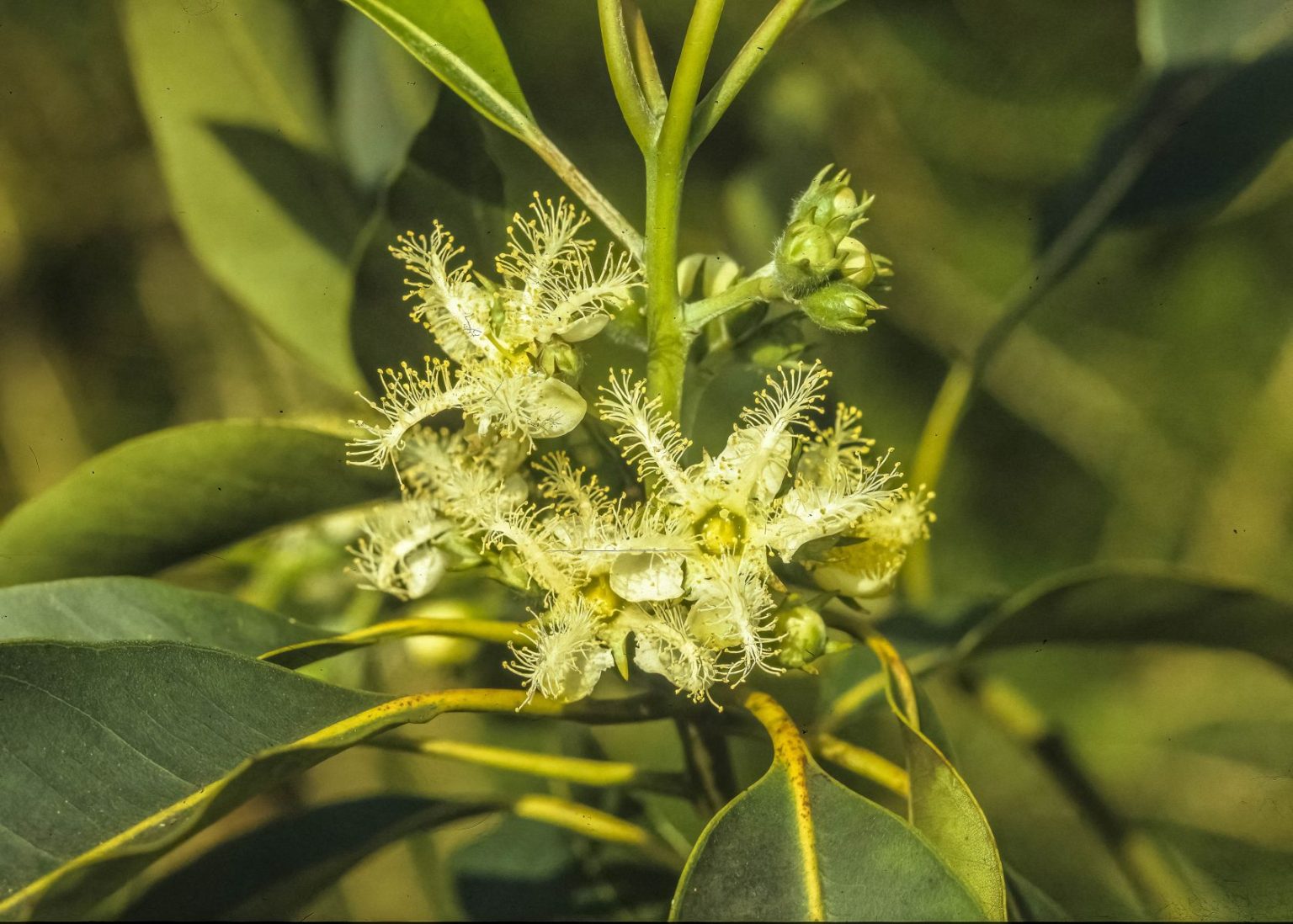 Lophostemon confertus | Australian Plants Society