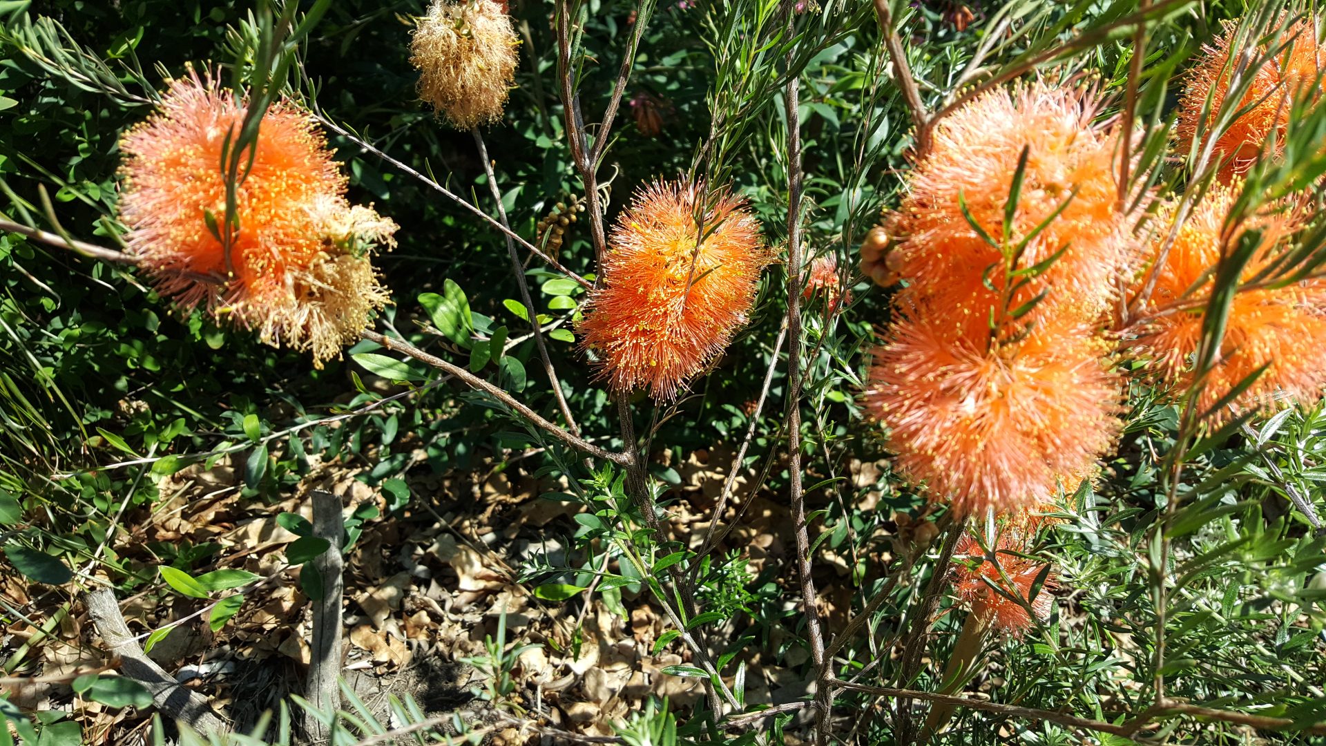 M. fulgens Salmon flower 1 Jeff H Melaleuca fulgens Salmon flower, image by Jeff Howes
