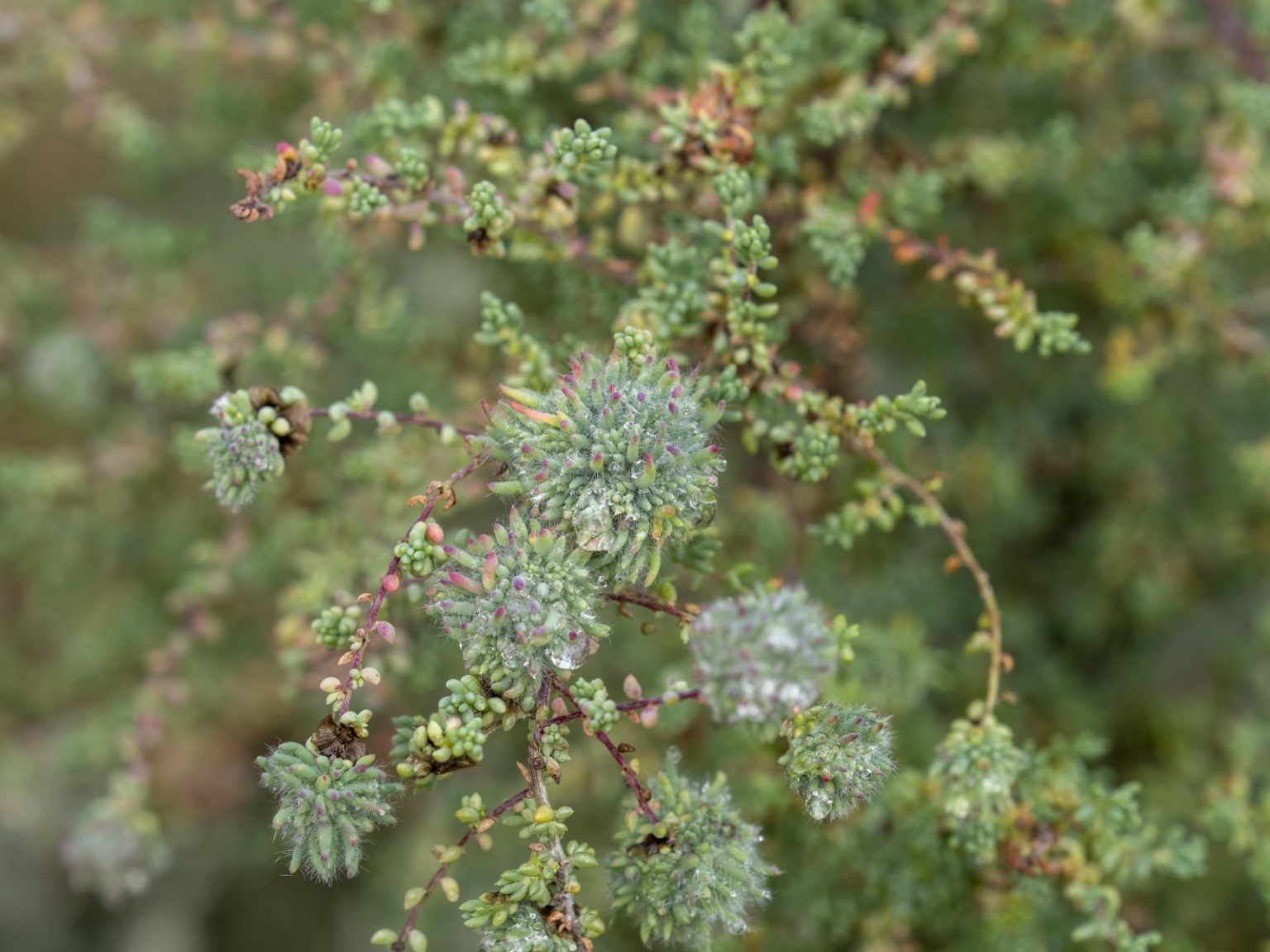 Maireana (brevifolia?), Australian Inland Botanic Garden, image Heather ...