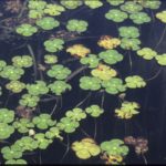 Marsilea mutica, image Alan Fairley
