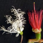 Left – Melaleuca linariifolia
Right – Callistemon citrinus