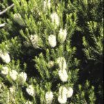 Melaleuca armillaris, image Alan Fairley