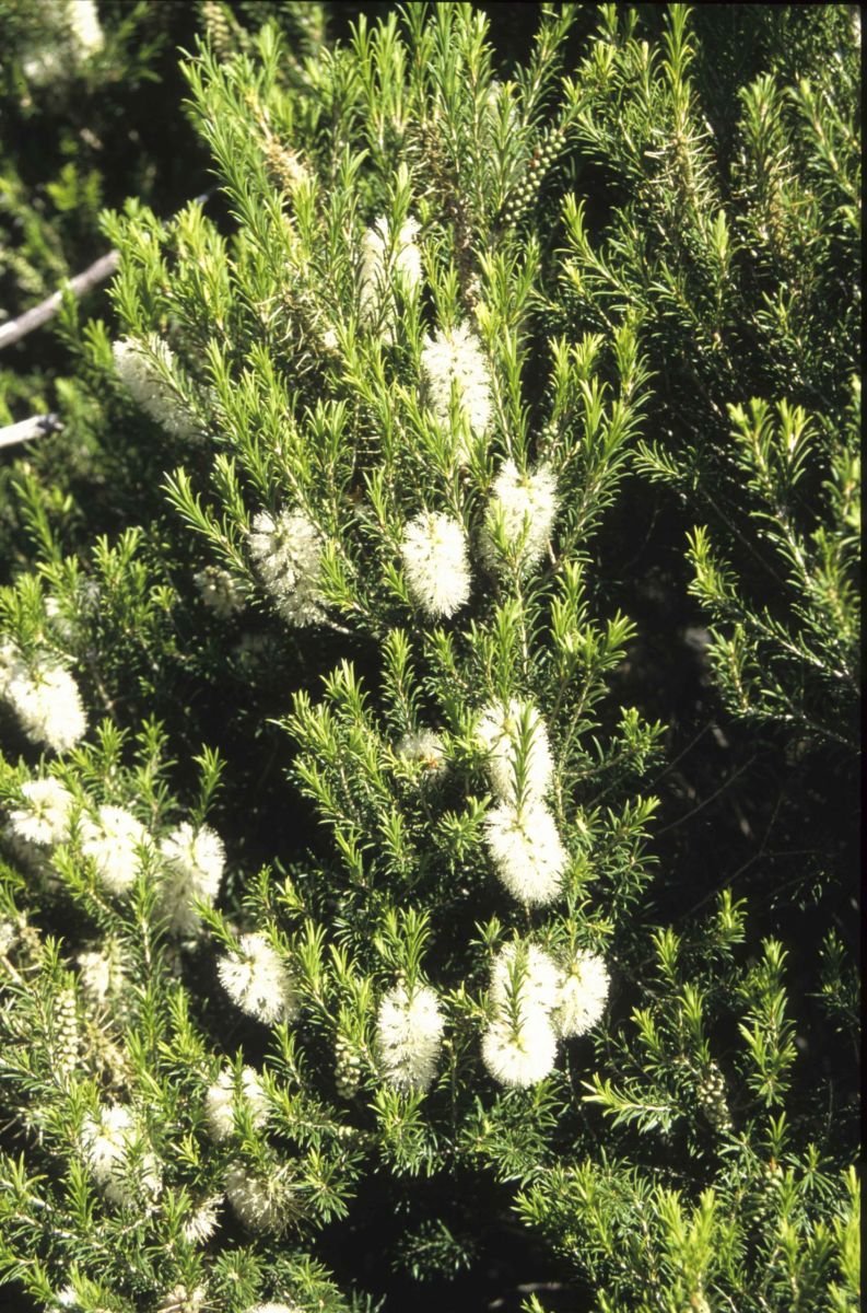 Melaleuca Armillaris-Bracelet Honey Myrtle Stock Image - Image of plant,  summer: 24145575