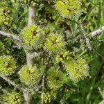 Melaleuca blaeriifolia