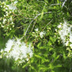 Melaleuca bracteata flowers