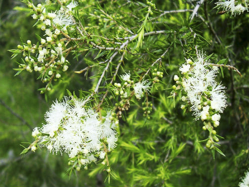 Melaleuca bracteata | Australian Plants Society