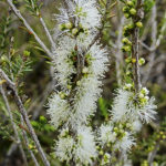 Melaleuca brevifolia flowers