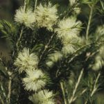 Melaleuca ericifolia, image Alan Fairley
