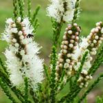 Melaleuca huegelii